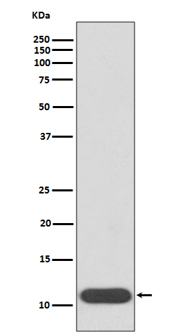 Western blot analysis of HBG1/2 expression in K562 cell lysate