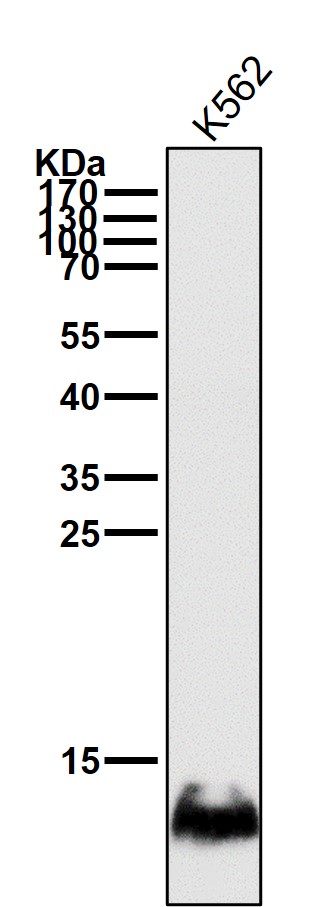 All lanes use the Antibody at 1:3K dilution for 1 hour at room temperature