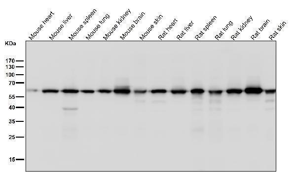 All lanes use the Antibody at 1:3K dilution for 1 hour at room temperature
