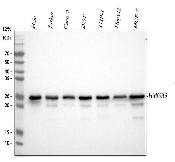 m02834 1 hmgb3 primary antibodies wb testing 1