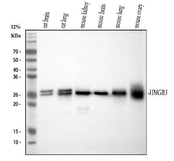 m02834 1 hmgb3 primary antibodies wb testing 2