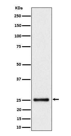 Western blot analysis of HMG4 expression in Hela cell lysate