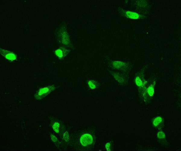 m02834 hmgb3 primary antibodies if testing 3_1