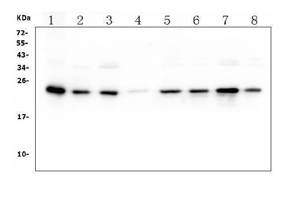 m02834 hmgb3 primary antibodies wb testing 1_1