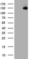 HEK293T cells were transfected with the pCMV6-ENTRY control (Left lane) or pCMV6-ENTRY WWC1 (Right lane) cDNA for 48 hrs and lysed