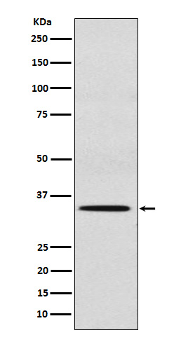 Western blot analysis of SULT2A1 expression in HepG2 cell lysate