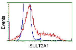 HEK293T cells transfected with either SULT2A1 (Myc-DDK-tagged) overexpress plasmid (Red) or empty vector control plasmid (Blue) were immunostained by anti-SULT2A1 antibody (M02839)
