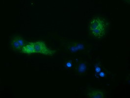 Anti-SULT2A1 mouse monoclonal antibody (M02839) immunofluorescent staining of COS7 cells transiently transfected by pCMV6-ENTRY SULT2A1