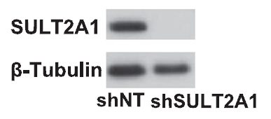 m02839 anti sult2a1 mouse monoclonal antibody clone id oti4d7 wb testing 2