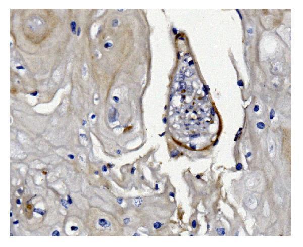  IHC analysis of GSDMD using anti-GSDMD antibody (M02842-1)