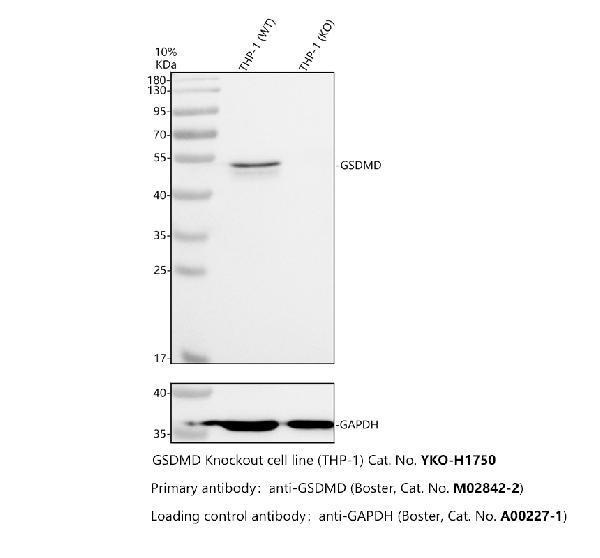 m02842 2 gsdmd primary antibodies wb testing 2