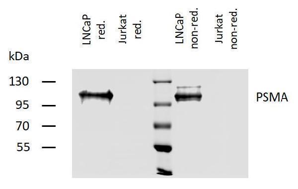 m02846 2 psma primary antibodies wb testing 1