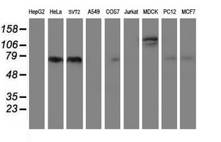 Western blot analysis of extracts (35ug) from 9 different cell lines by usin g anti-FOLH1 monoclonal antibody (HepG2: human; HeLa: human; SVT2: mouse; A549: human; COS7: monkey; Jurkat: human; MDCK: canine; PC12: rat; MCF7: human)