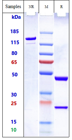 Anti-FOLH1/PSMA Reference Antibody (pelgifatamAb) on SDS-PAGE under reducing (R) condition