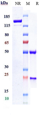 Anti-FOLH1/PSMA Reference Antibody (rosopatamab-MMAE) on SDS-PAGE under reducing (R) condition