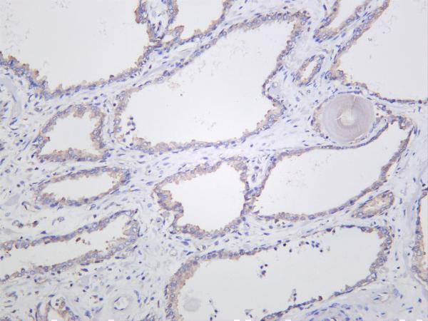 Human prostate was stained with anti-Prostate Specific Membrane Antigen (PSMA) rabbit antibody