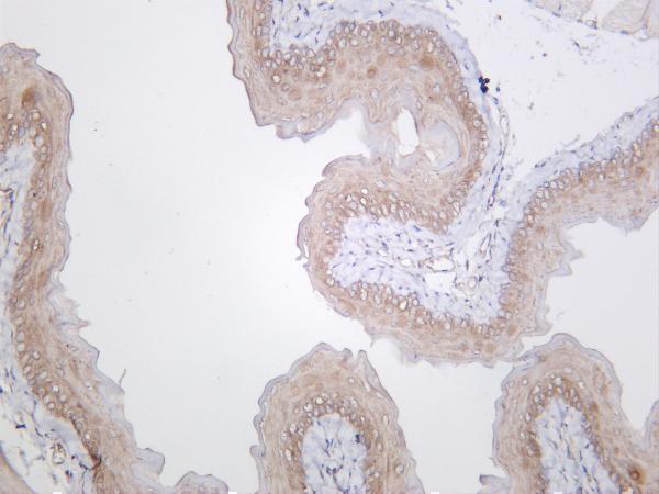 Mouse prostate was stained with anti-Prostate Specific Membrane Antigen (PSMA) rabbit antibody