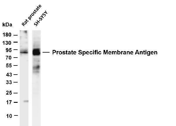 m02846 9 folh1 primary antibodies wb testing 1