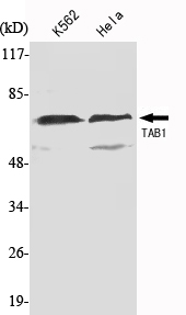 m02847 1 tab1 primary antibodies wb testing 1