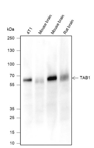 Primary ab dilution: 1:1000