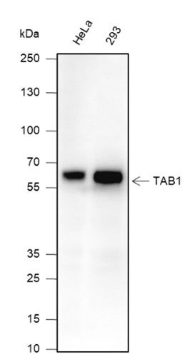 Primary ab dilution: 1:1000