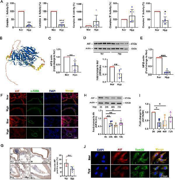 Hypoxia results in decreased AIF expression