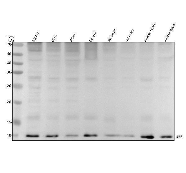 Western blot analysis of Ubiquitin/UBB using anti-Ubiquitin/UBB antibody (M02848-3)