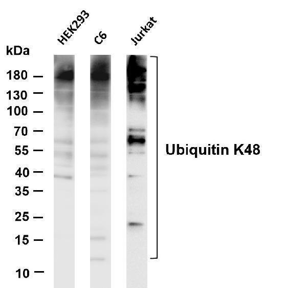 m02848 6 ubiquitin k48 primary antibodies wb testing 1