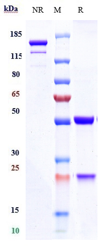 Anti-TNFSF7/CD27L/CD70 Reference Antibody (cusatuzumab) on SDS-PAGE under reducing (R) condition