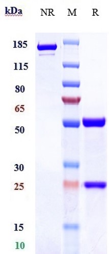 Anti-TNFSF7/CD27L/CD70 Reference Antibody (Vorsetuzumab mafodotin) on SDS-PAGE under reducing (R) condition