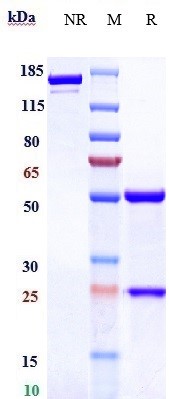 m02853 3 sds page