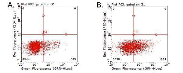 m02853 anti cd70 mouse monoclonal antibody clone id oti7b2 flow cytometry testing 5