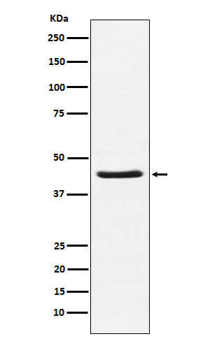 Western blot analysis of HSD3B1 expression in Human placenta lysate