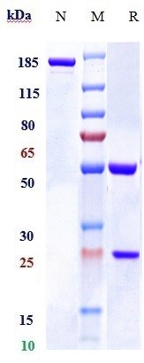 Anti-RSPO1 Reference Antibody (Oncomed patent anti-RSPO1) on SDS-PAGE under reducing (R) condition