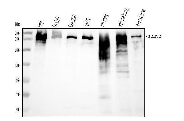  Western blot analysis of TLN1 using anti-TLN1 antibody (M02859)