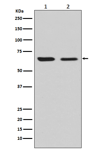 m02860 wb