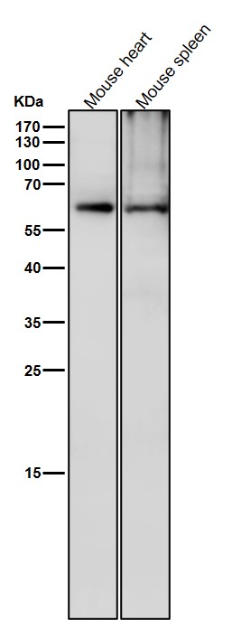 All lanes use the Antibody at 1:6K dilution for 1 hour at room temperature