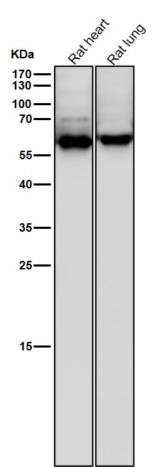 All lanes use the Antibody at 1:6K dilution for 1 hour at room temperature