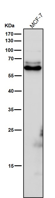 All lanes use the Antibody at 1:6K dilution for 1 hour at room temperature