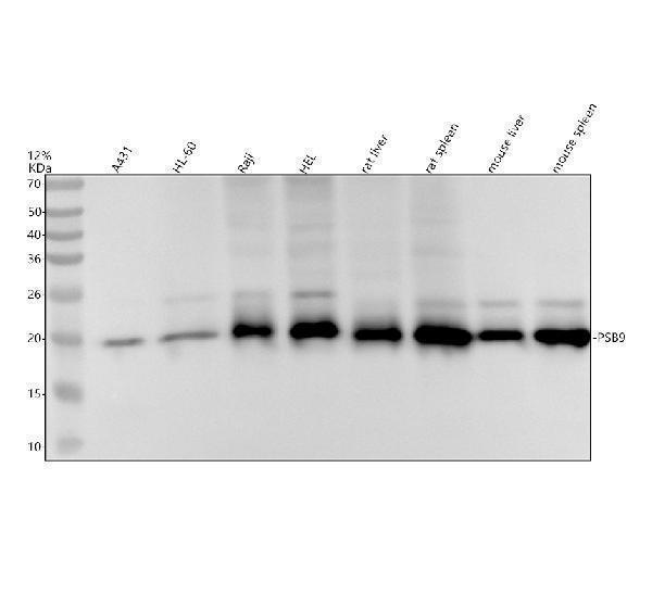 m02867 psb9 primary antibodies wb testing 1