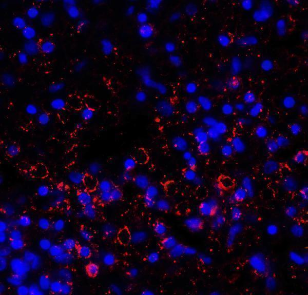 m02869 1 lag3 primary antibodies if testing 4