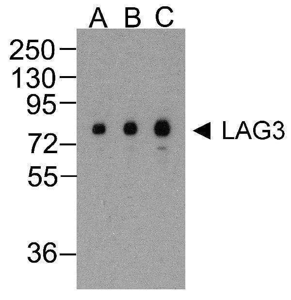 Western blot analysis of LAG-3 in over expressing HEK293 cells using LAG-3 antibody at (A) 0