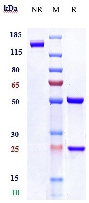 Anti-LAG3/CD223 Reference Antibody (relatlimab) on SDS-PAGE under reducing (R) condition