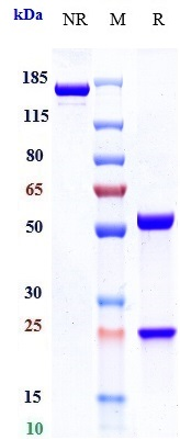 Anti-LAG3/CD223 Reference Antibody (fianlimab) on SDS-PAGE under reducing (R) condition