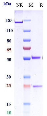 Anti-LAG3/CD223 Reference Antibody (favezelimab) on SDS-PAGE under reducing (R) condition