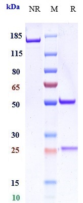 Anti-LAG3/CD223 Reference Antibody (encelimab) on SDS-PAGE under reducing (R) condition