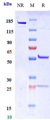Anti-LAG3/CD223 Reference Antibody (miptenalimab) on SDS-PAGE under reducing (R) condition