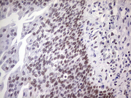 m02873 anti nab2 mouse monoclonal antibody clone id oti5d7 ihc testing 3