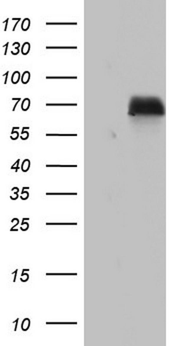 m02873 anti nab2 mouse monoclonal antibody clone id oti5d7 wb testing 1