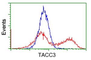 HEK293T cells transfected with either TACC3 (Myc-DDK-tagged) overexpress plasmid (Red) or empty vector control plasmid (Blue) were immunostained by anti-TACC3 antibody (M02876-2)